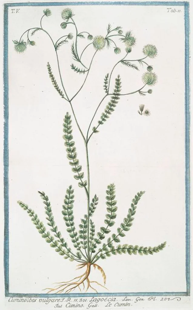 An illustration from Hortus Romanus plantaru, 1772, leaf 465