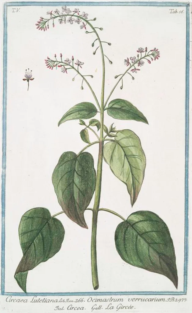 An illustration from Hortus Romanus plantaru, 1772, leaf 466