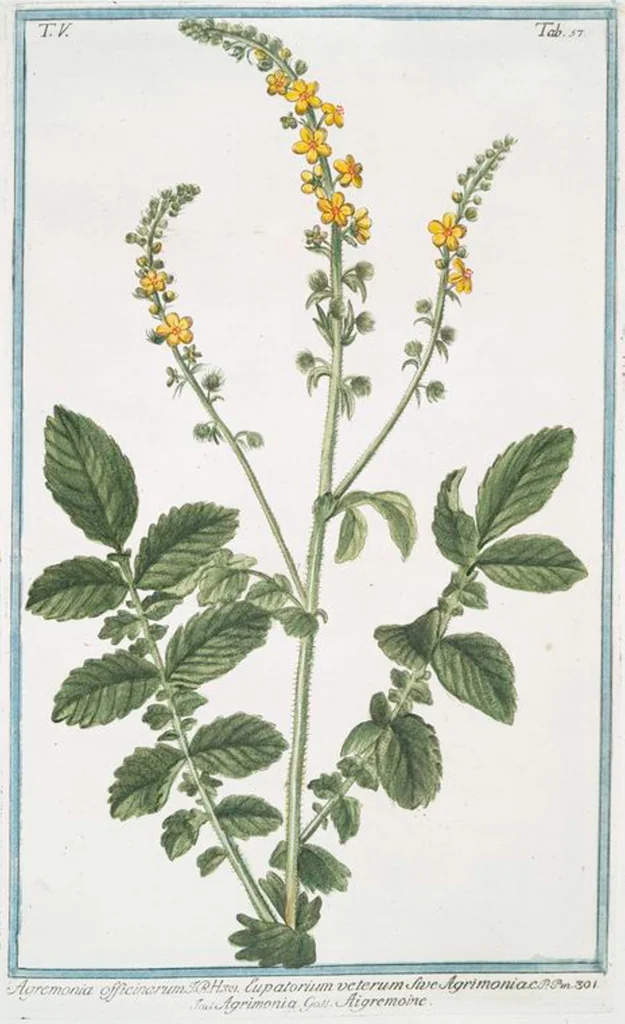 An illustration from Hortus Romanus plantaru, 1772, leaf 467