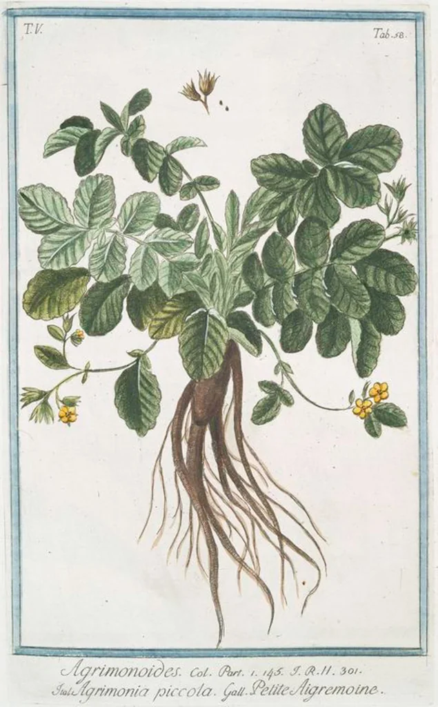An illustration from Hortus Romanus plantaru, 1772, leaf 468