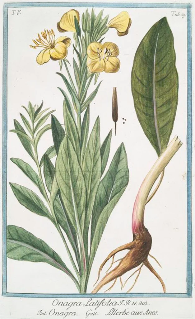 An illustration from Hortus Romanus plantaru, 1772, leaf 469