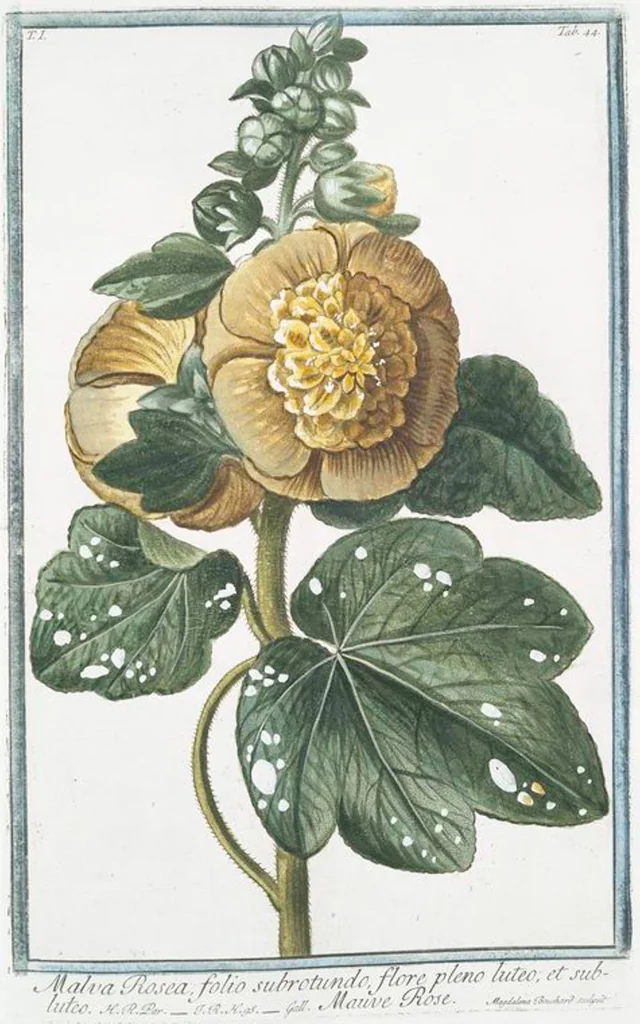 An illustration from Hortus Romanus plantaru, 1772, leaf 47