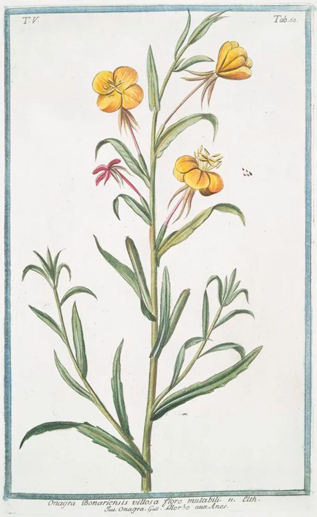 An illustration from Hortus Romanus plantaru, 1772, leaf 470
