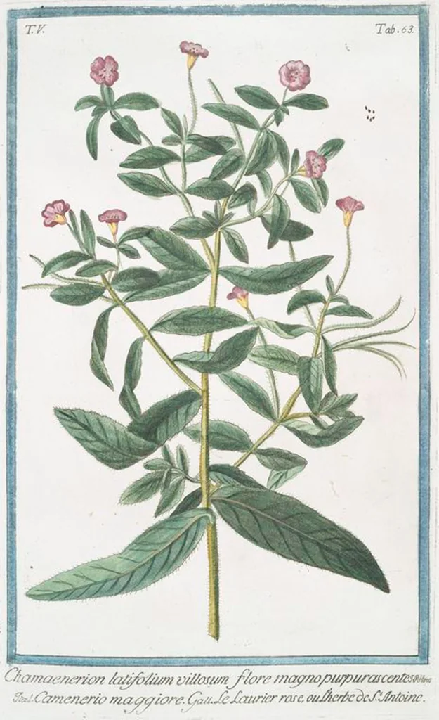 An illustration from Hortus Romanus plantaru, 1772, leaf 473