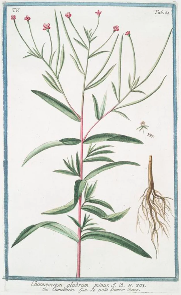 An illustration from Hortus Romanus plantaru, 1772, leaf 474