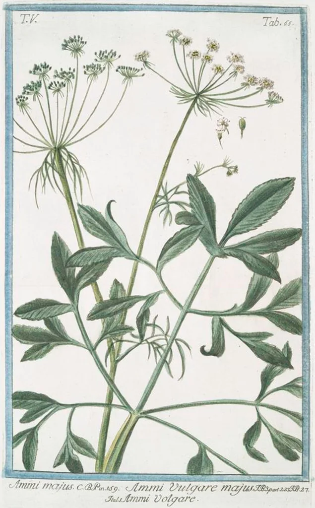 An illustration from Hortus Romanus plantaru, 1772, leaf 475