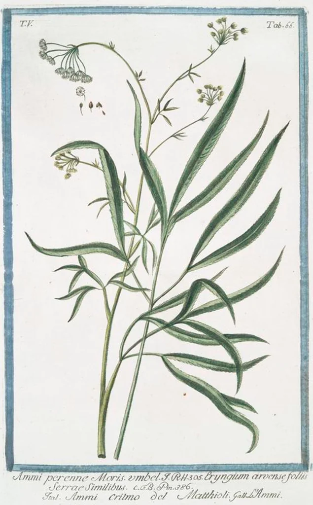 An illustration from Hortus Romanus plantaru, 1772, leaf 476