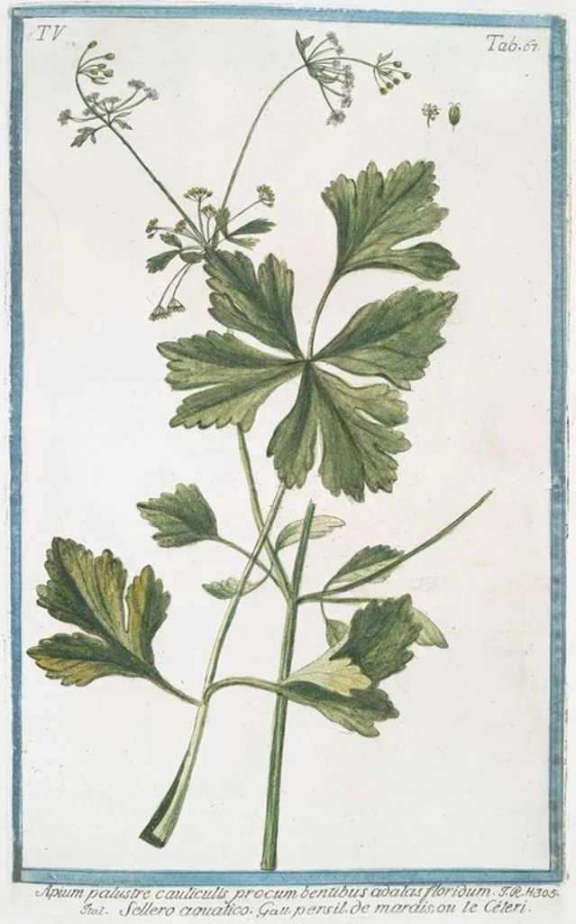 An illustration from Hortus Romanus plantaru, 1772, leaf 477