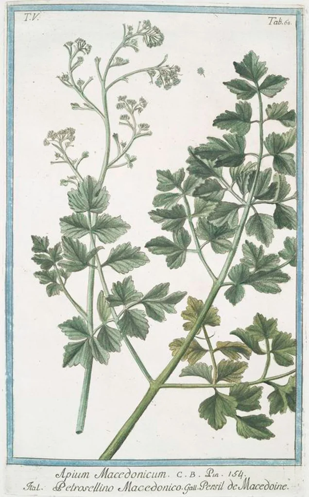 An illustration from Hortus Romanus plantaru, 1772, leaf 478