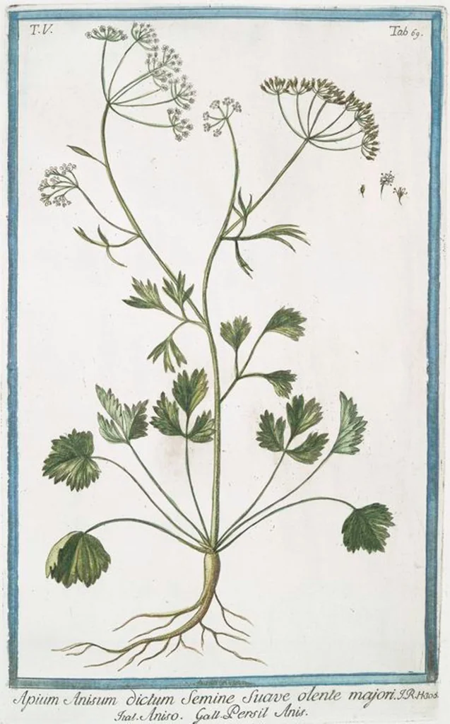 An illustration from Hortus Romanus plantaru, 1772, leaf 479