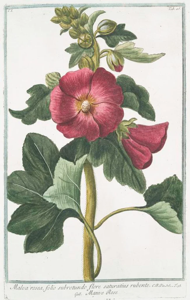 An illustration from Hortus Romanus plantaru, 1772, leaf 48