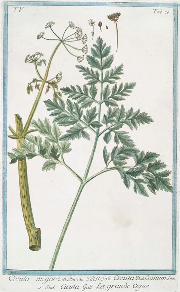 An illustration from Hortus Romanus plantaru, 1772, leaf 480