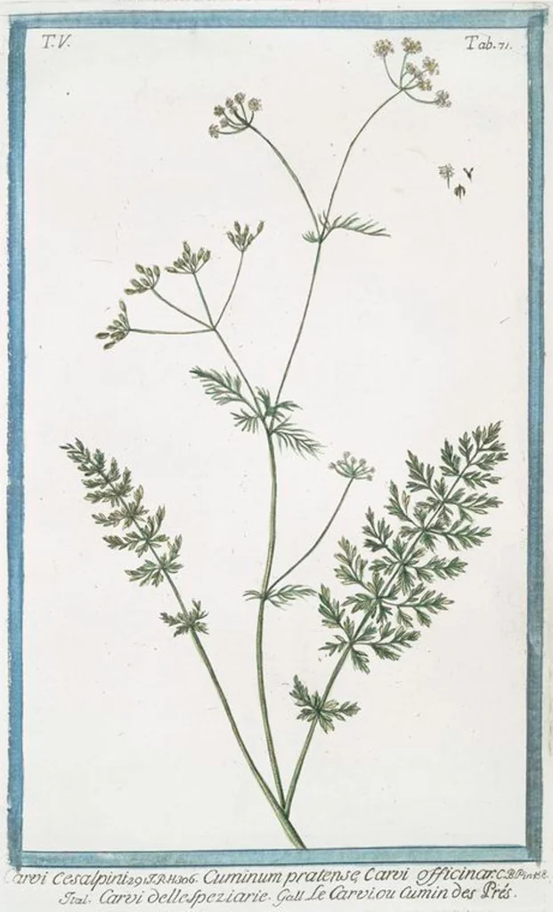 An illustration from Hortus Romanus plantaru, 1772, leaf 481