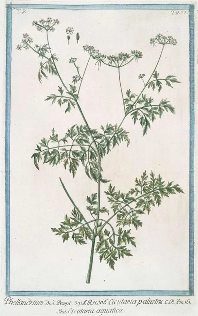 An illustration from Hortus Romanus plantaru, 1772, leaf 482