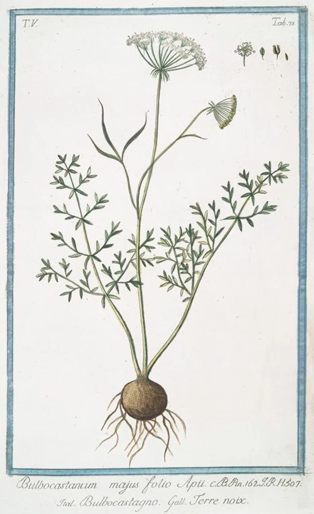 An illustration from Hortus Romanus plantaru, 1772, leaf 483