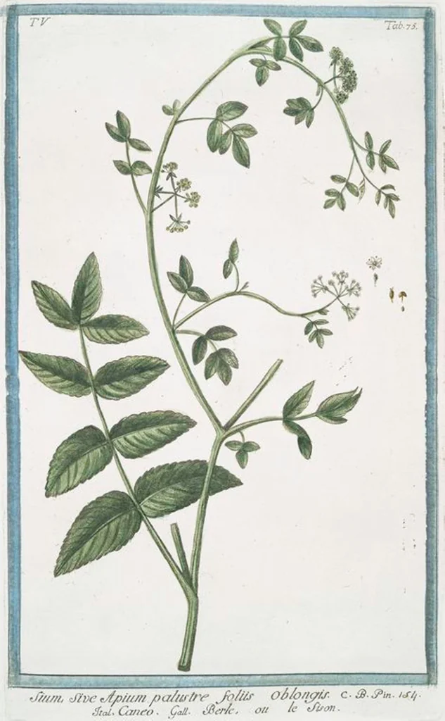An illustration from Hortus Romanus plantaru, 1772, leaf 485