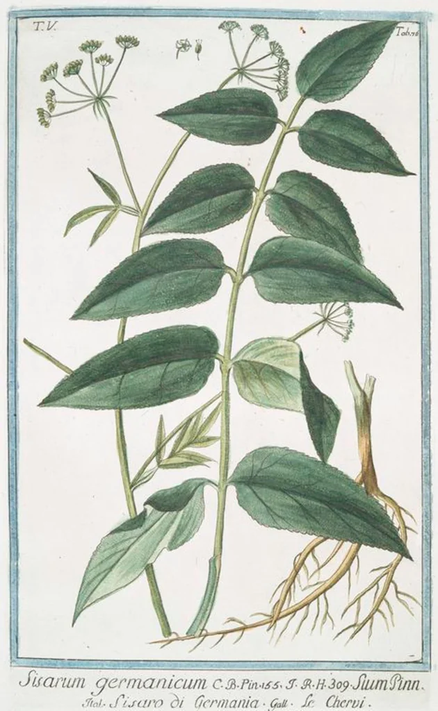 An illustration from Hortus Romanus plantaru, 1772, leaf 486