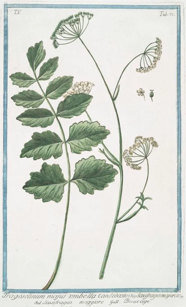 An illustration from Hortus Romanus plantaru, 1772, leaf 487
