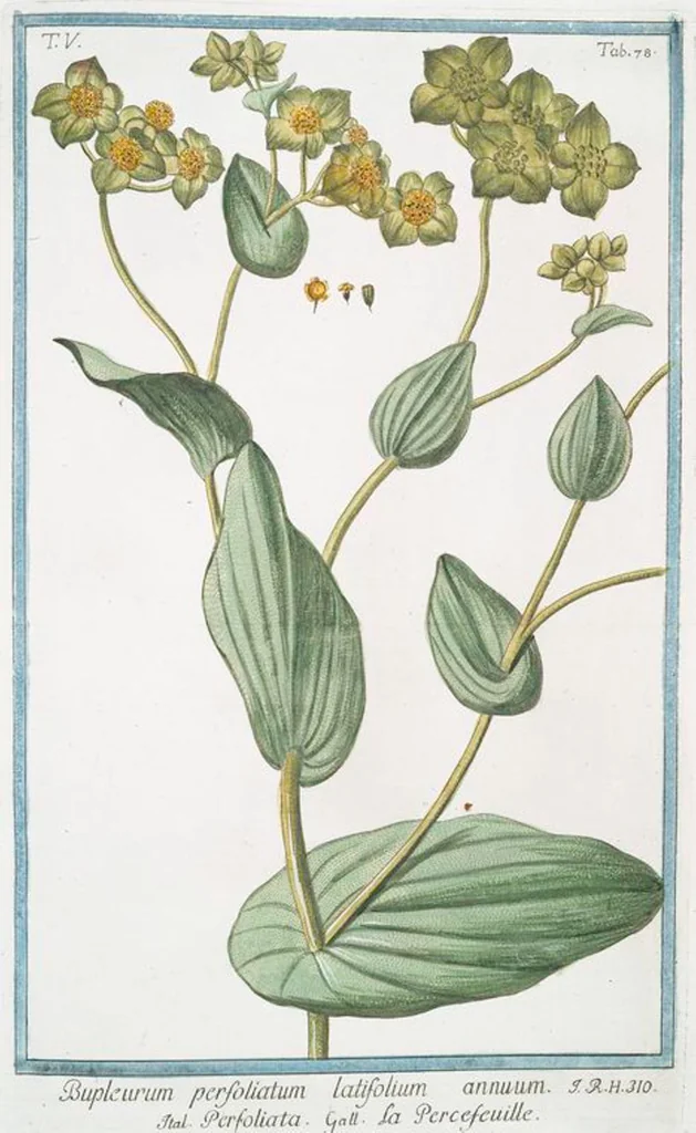 An illustration from Hortus Romanus plantaru, 1772, leaf 488
