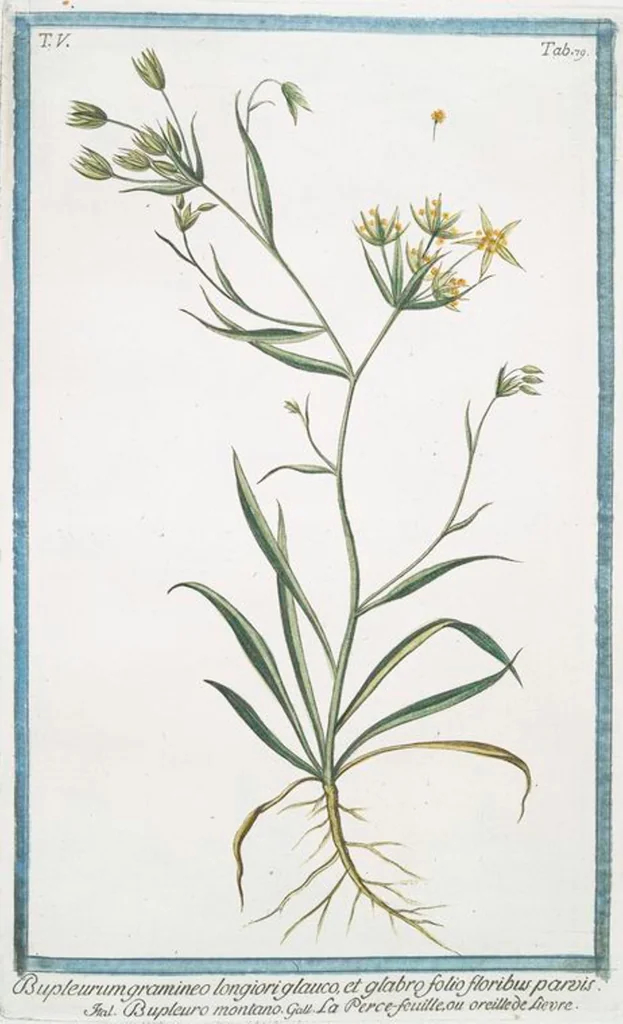 An illustration from Hortus Romanus plantaru, 1772, leaf 489