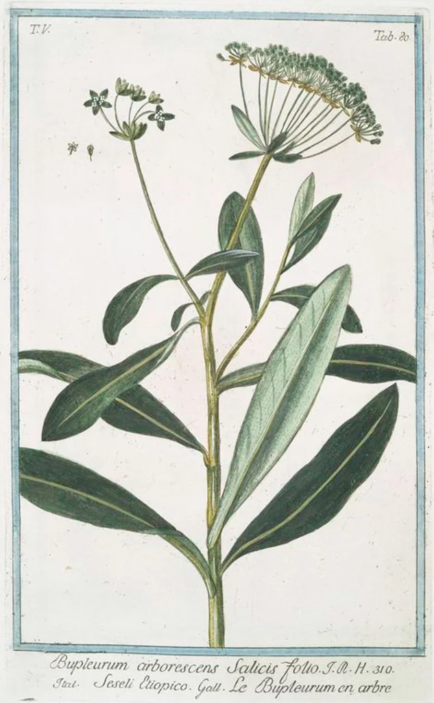 An illustration from Hortus Romanus plantaru, 1772, leaf 490