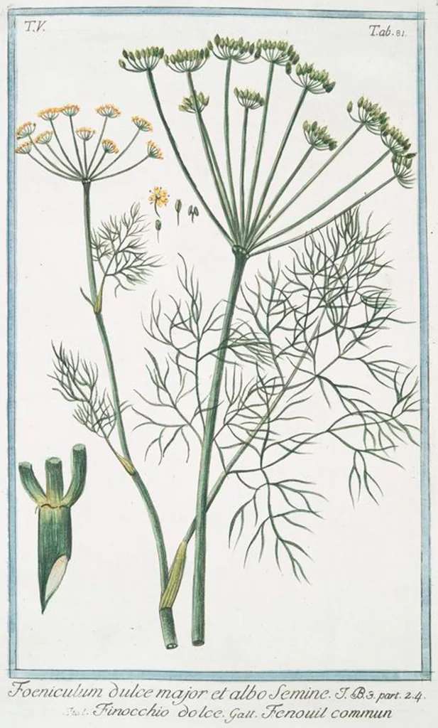 An illustration from Hortus Romanus plantaru, 1772, leaf 491