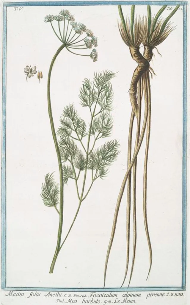 An illustration from Hortus Romanus plantaru, 1772, leaf 492