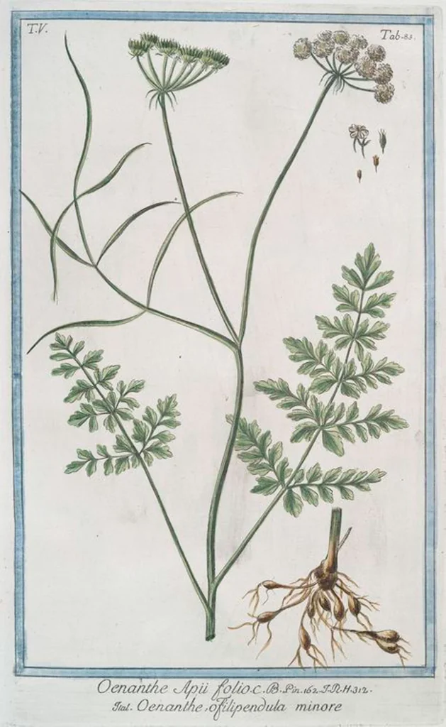 An illustration from Hortus Romanus plantaru, 1772, leaf 493
