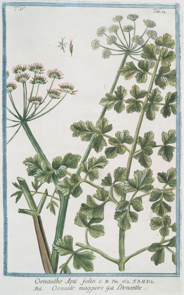 An illustration from Hortus Romanus plantaru, 1772, leaf 494