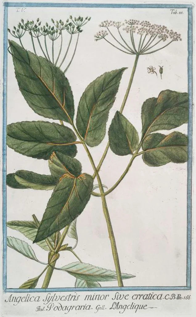 An illustration from Hortus Romanus plantaru, 1772, leaf 495
