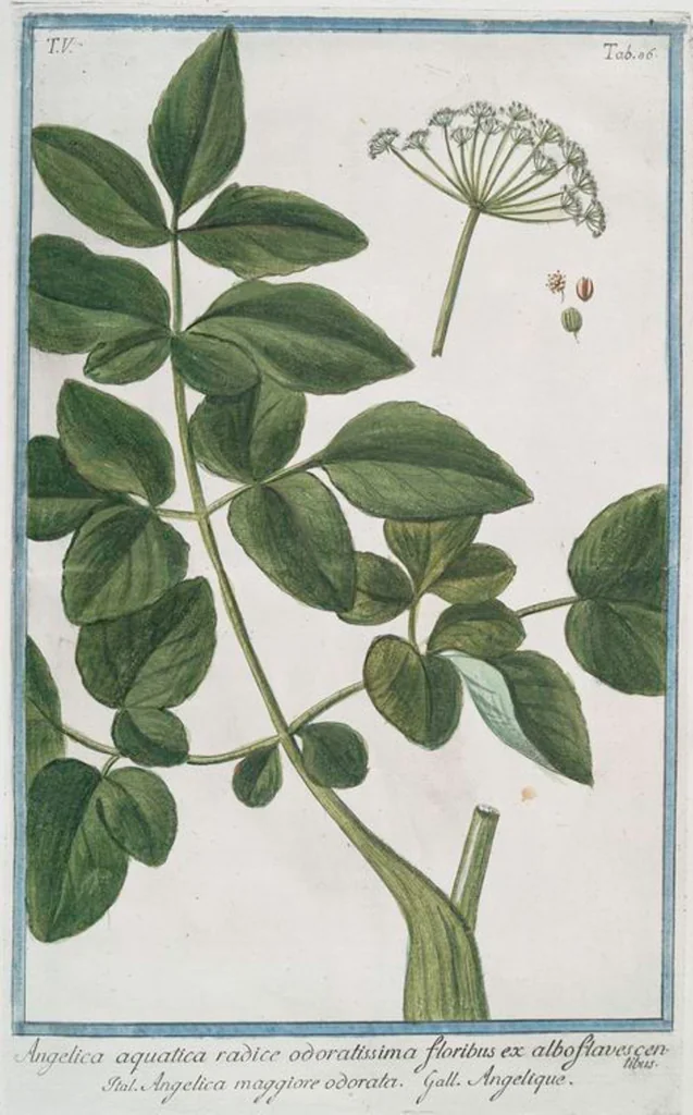 An illustration from Hortus Romanus plantaru, 1772, leaf 496