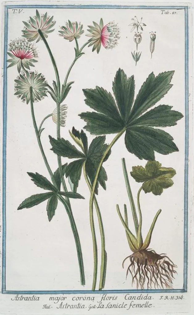 An illustration from Hortus Romanus plantaru, 1772, leaf 497