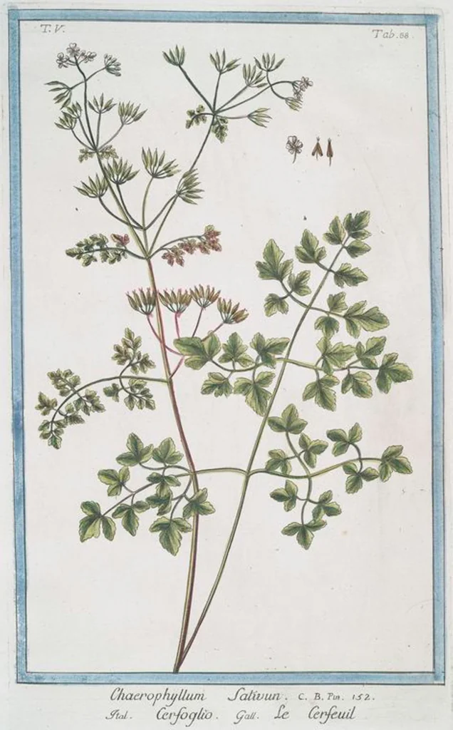 An illustration from Hortus Romanus plantaru, 1772, leaf 498