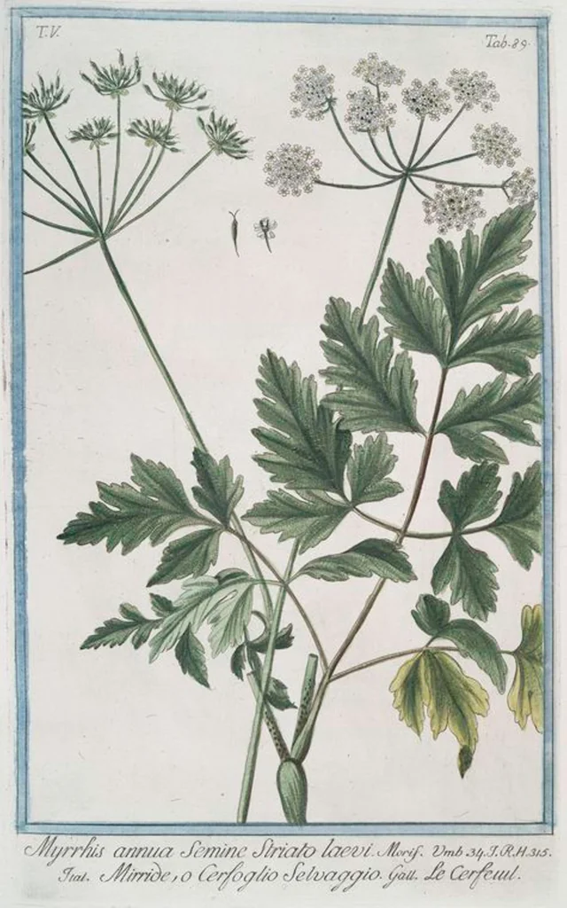 An illustration from Hortus Romanus plantaru, 1772, leaf 499