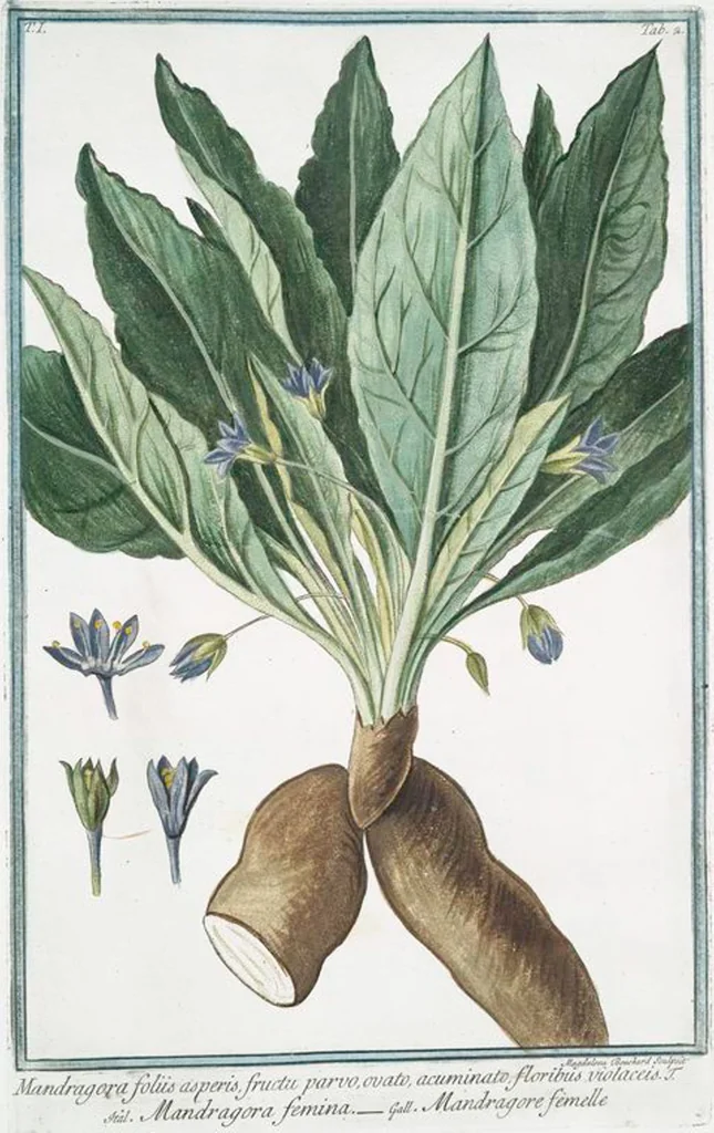 An illustration from Hortus Romanus plantaru, 1772, leaf 5