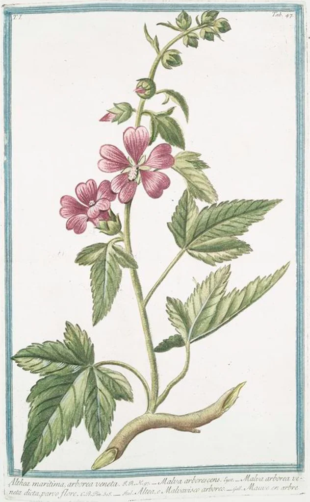 An illustration from Hortus Romanus plantaru, 1772, leaf 50