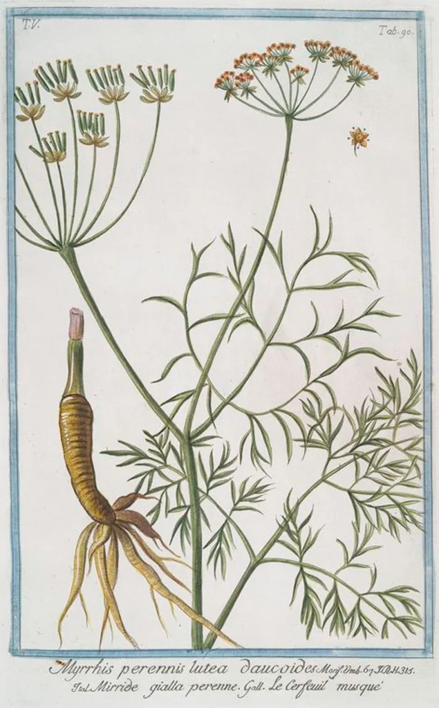 An illustration from Hortus Romanus plantaru, 1772, leaf 500