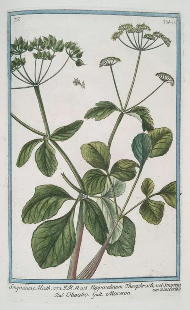 An illustration from Hortus Romanus plantaru, 1772, leaf 501