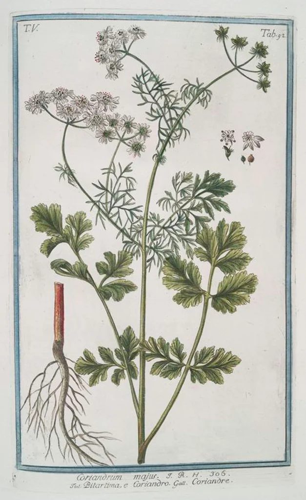 An illustration from Hortus Romanus plantaru, 1772, leaf 502