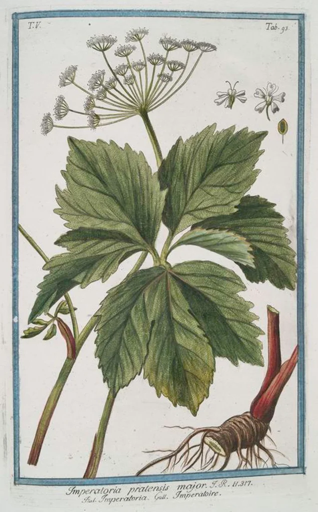 An illustration from Hortus Romanus plantaru, 1772, leaf 503