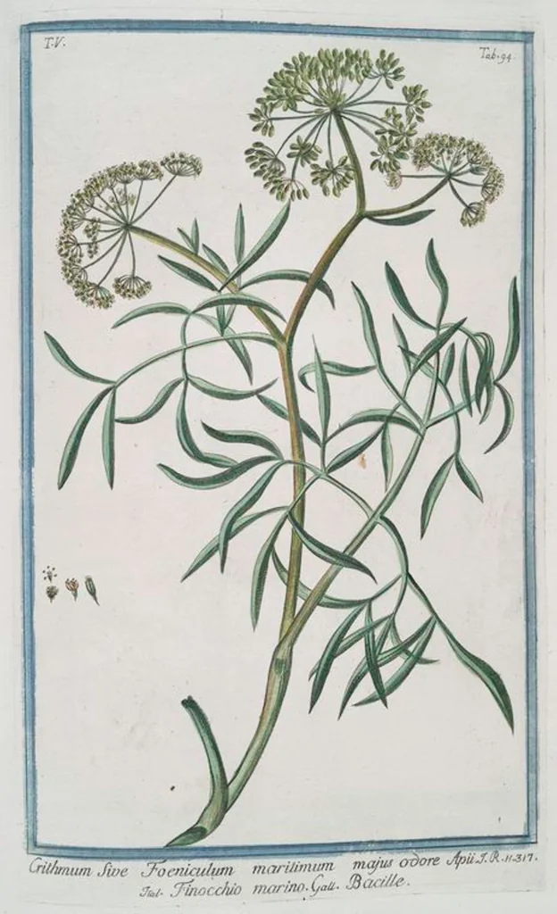An illustration from Hortus Romanus plantaru, 1772, leaf 504