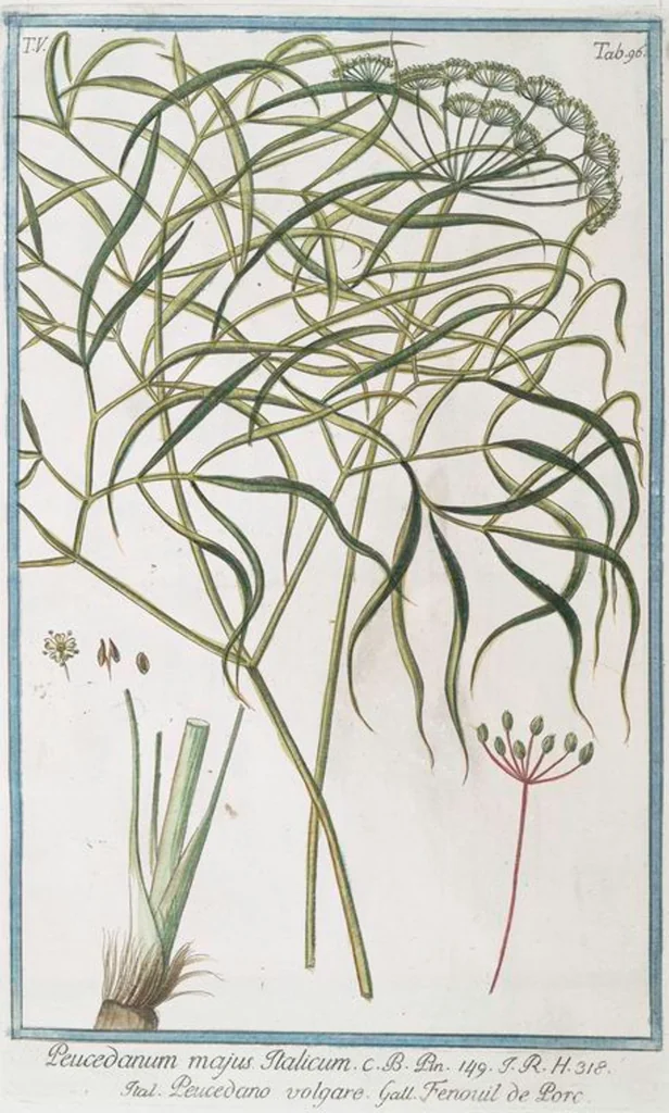 An illustration from Hortus Romanus plantaru, 1772, leaf 506