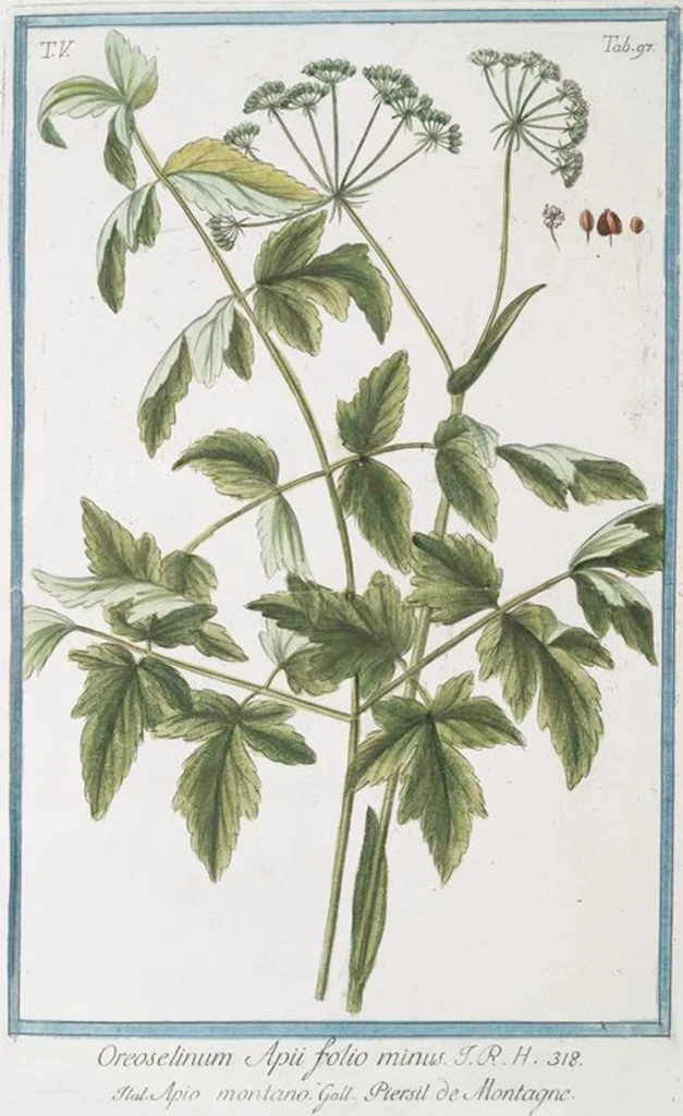 An illustration from Hortus Romanus plantaru, 1772, leaf 507