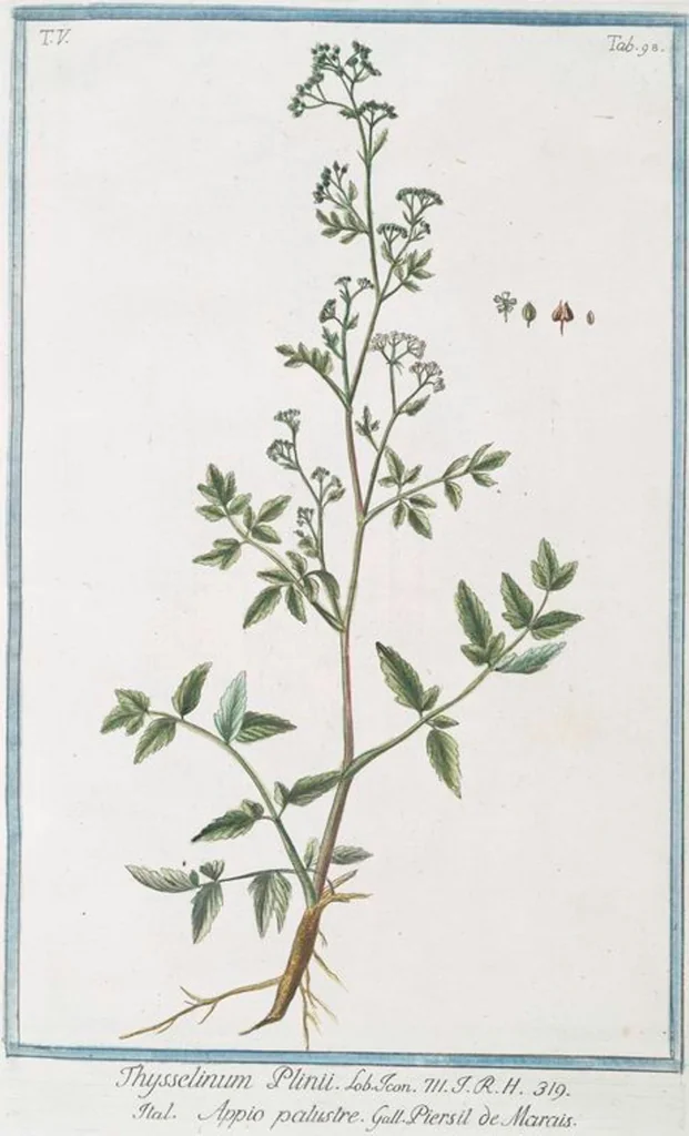 An illustration from Hortus Romanus plantaru, 1772, leaf 508