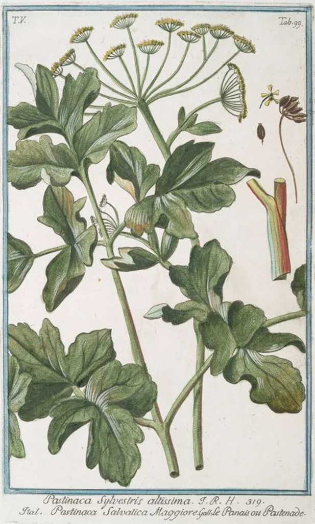 An illustration from Hortus Romanus plantaru, 1772, leaf 509