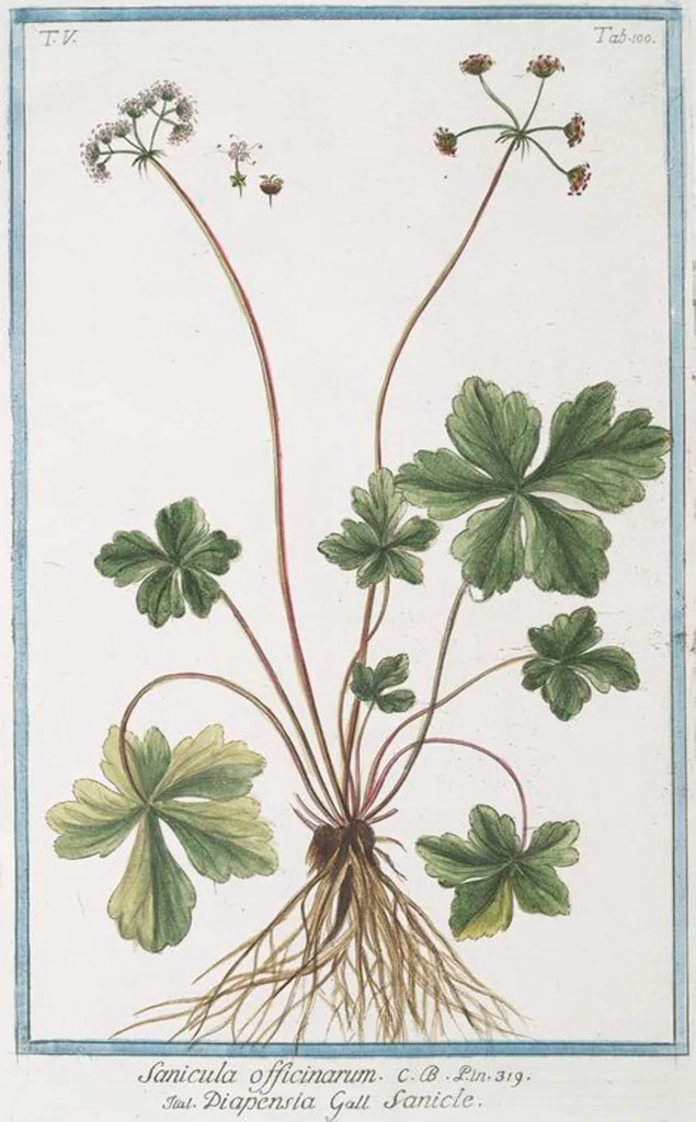 An illustration from Hortus Romanus plantaru, 1772, leaf 510