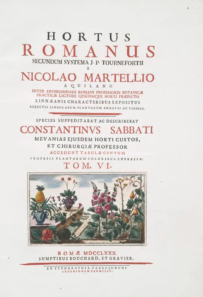 An illustration from Hortus Romanus plantaru, 1772, leaf 511