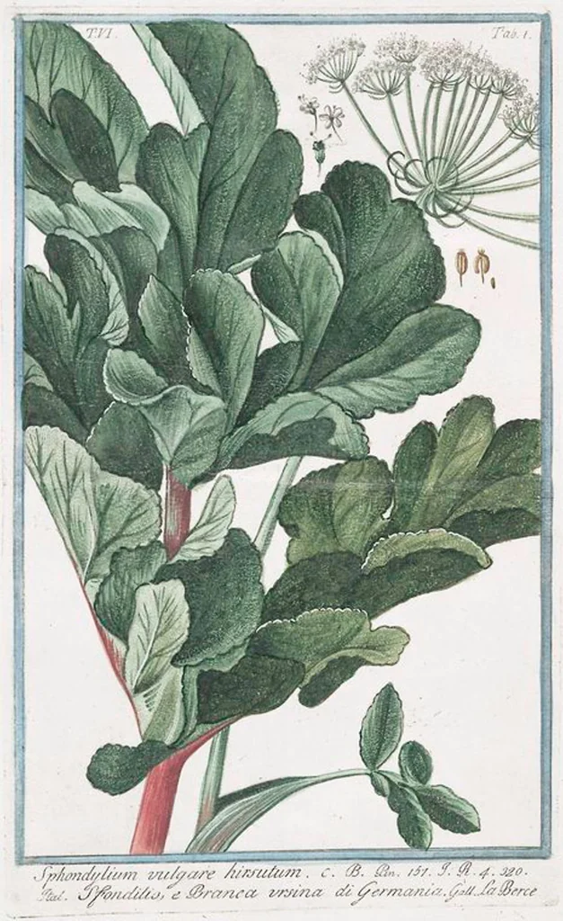 An illustration from Hortus Romanus plantaru, 1772, leaf 513