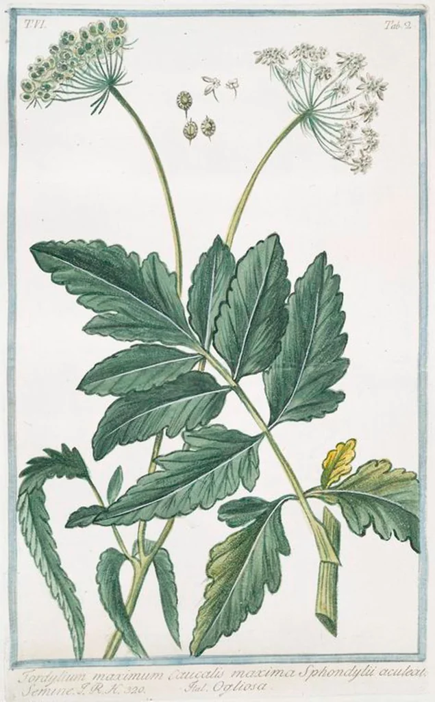 An illustration from Hortus Romanus plantaru, 1772, leaf 514