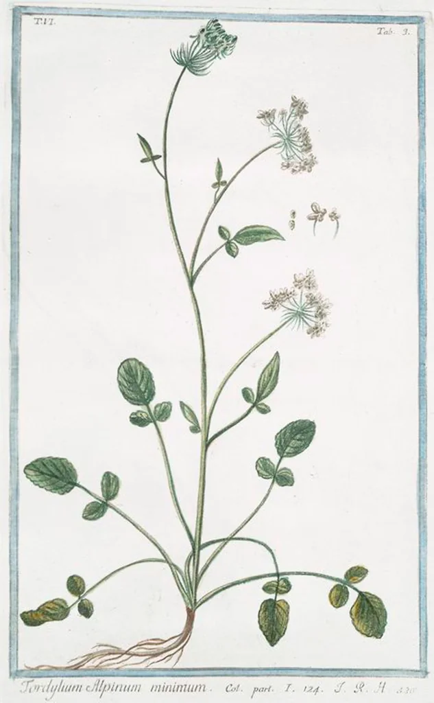 An illustration from Hortus Romanus plantaru, 1772, leaf 515